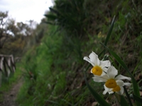 Alcantara_gurne - Narcisuss_23122011 194.jpg